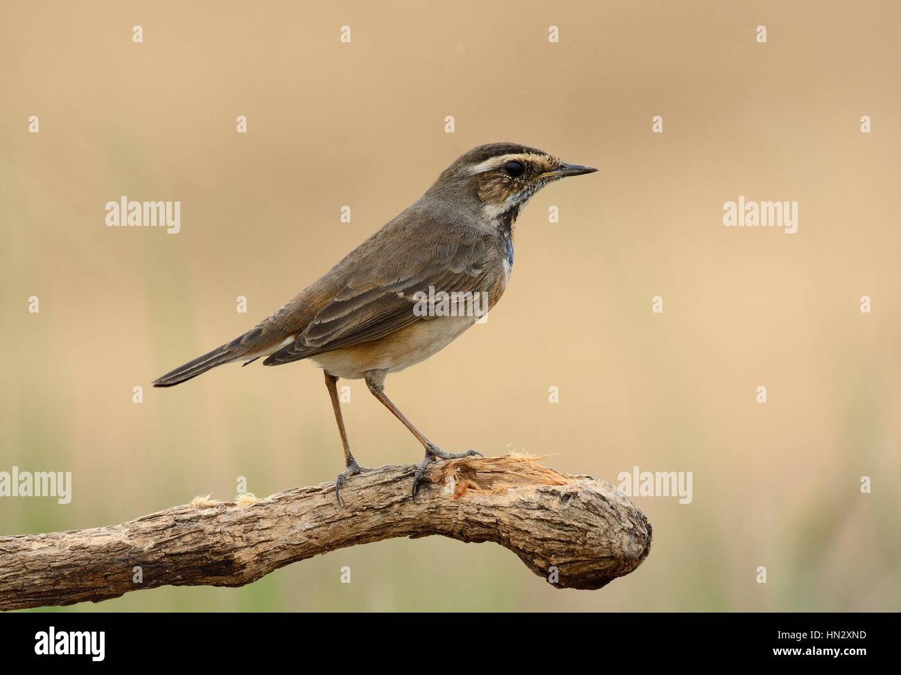 schöne männliche Blaukehlchen (Luscinia Svecica) in Thailand Stockfoto