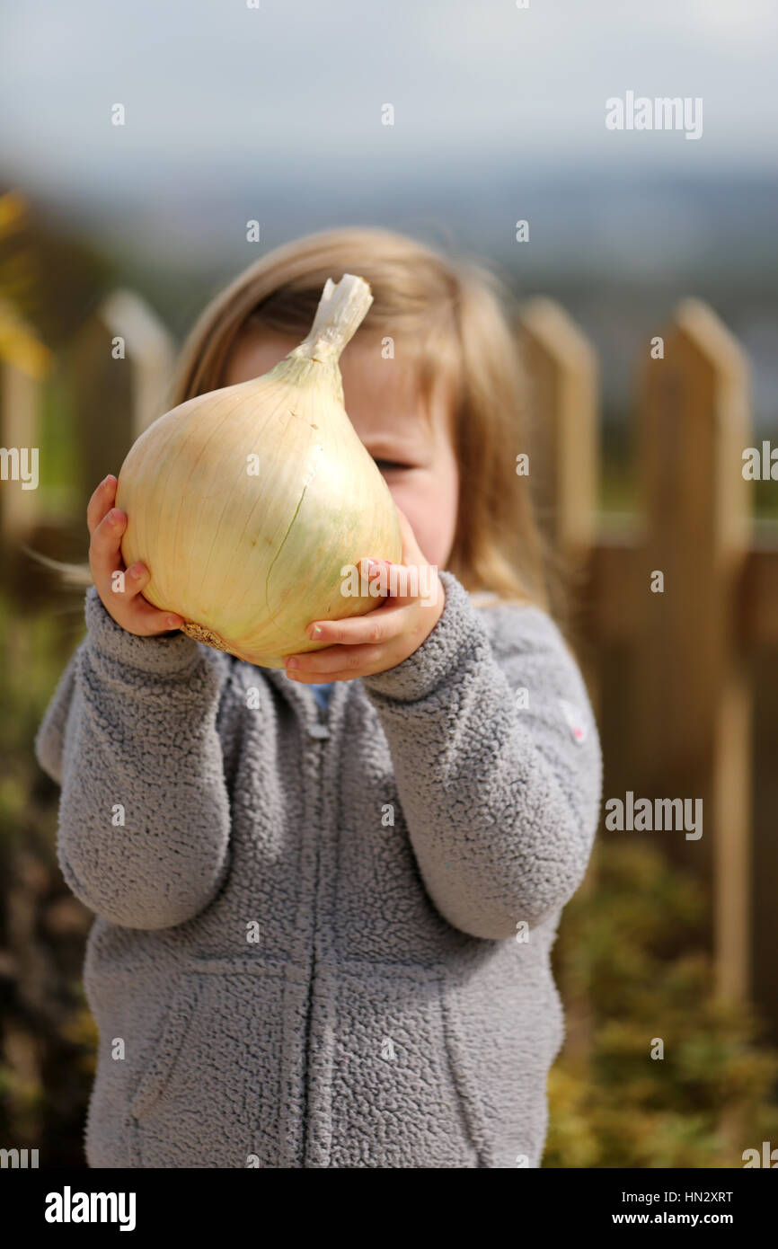 Ein junges weibliches Kind hält eine große selbstgewachsene braune Zwiebel, Allium Cepa. Die Zwiebel ist sehr groß und sie muss ihre beiden kleinen Hände benutzen, um sie zu stützen Stockfoto
