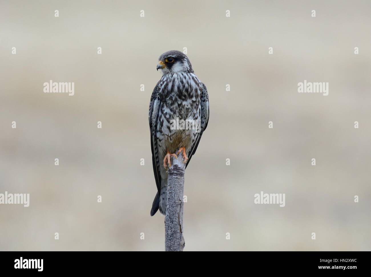 schöne weibliche Amur Falcon (Falco Amurensis) in Thai Reisfeld Stockfoto