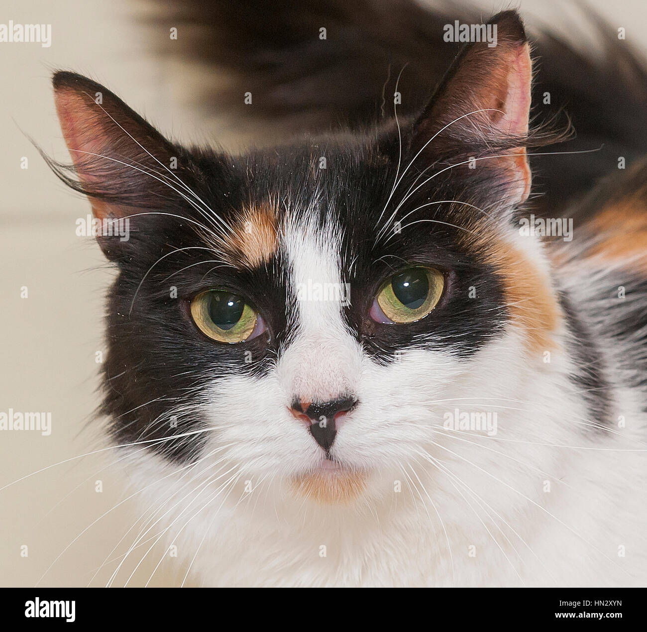 Wunderschöne Calico-Katze mit bernsteinfarbenen Augen, die mit einem Headshot auf die Kamera blickt Stockfoto