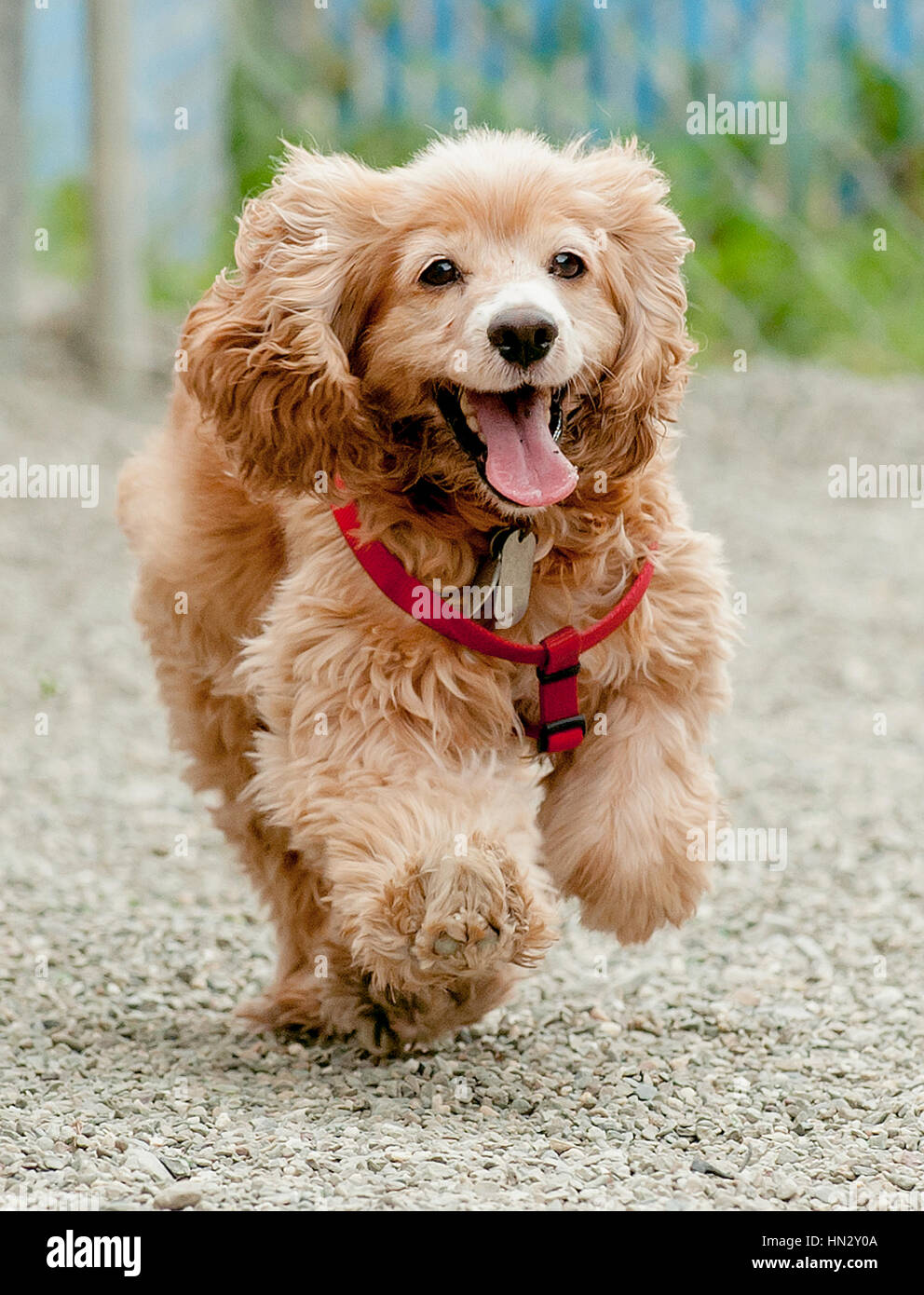 Junger gesunder, glücklicher, unbeschnittener Cockerspanielhund mit rotem Kabelsatz, der vom Boden aus in Richtung Kamera läuft Stockfoto