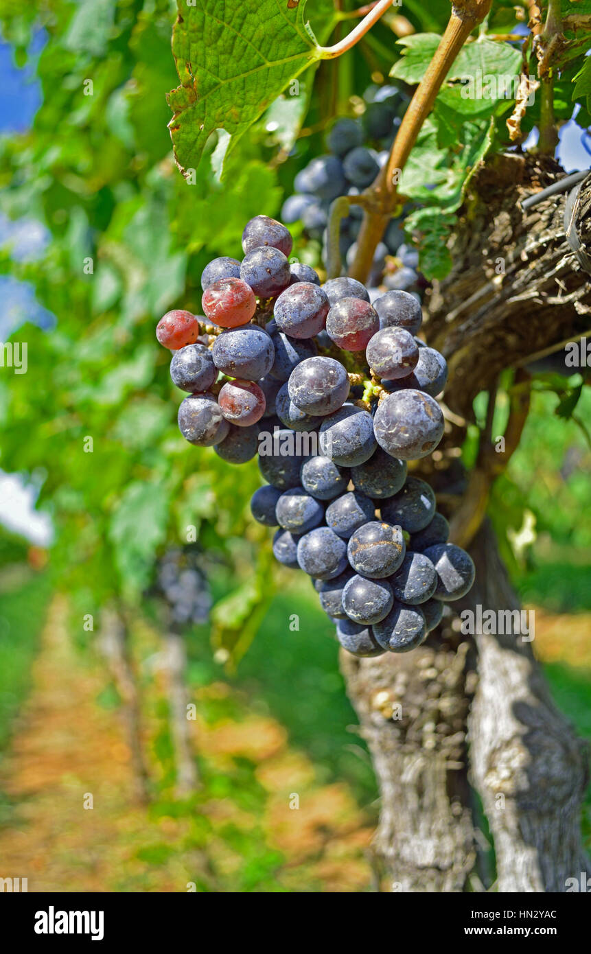 Eine Nahaufnahme der Rotweintrauben in eines der Weingüter in Central Virginia fotografiert. Stockfoto