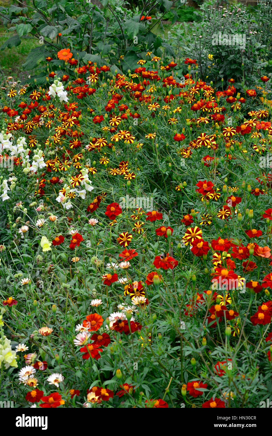 Wilde und bunte Pflanzung von Tagetes Tagetes Stockfoto