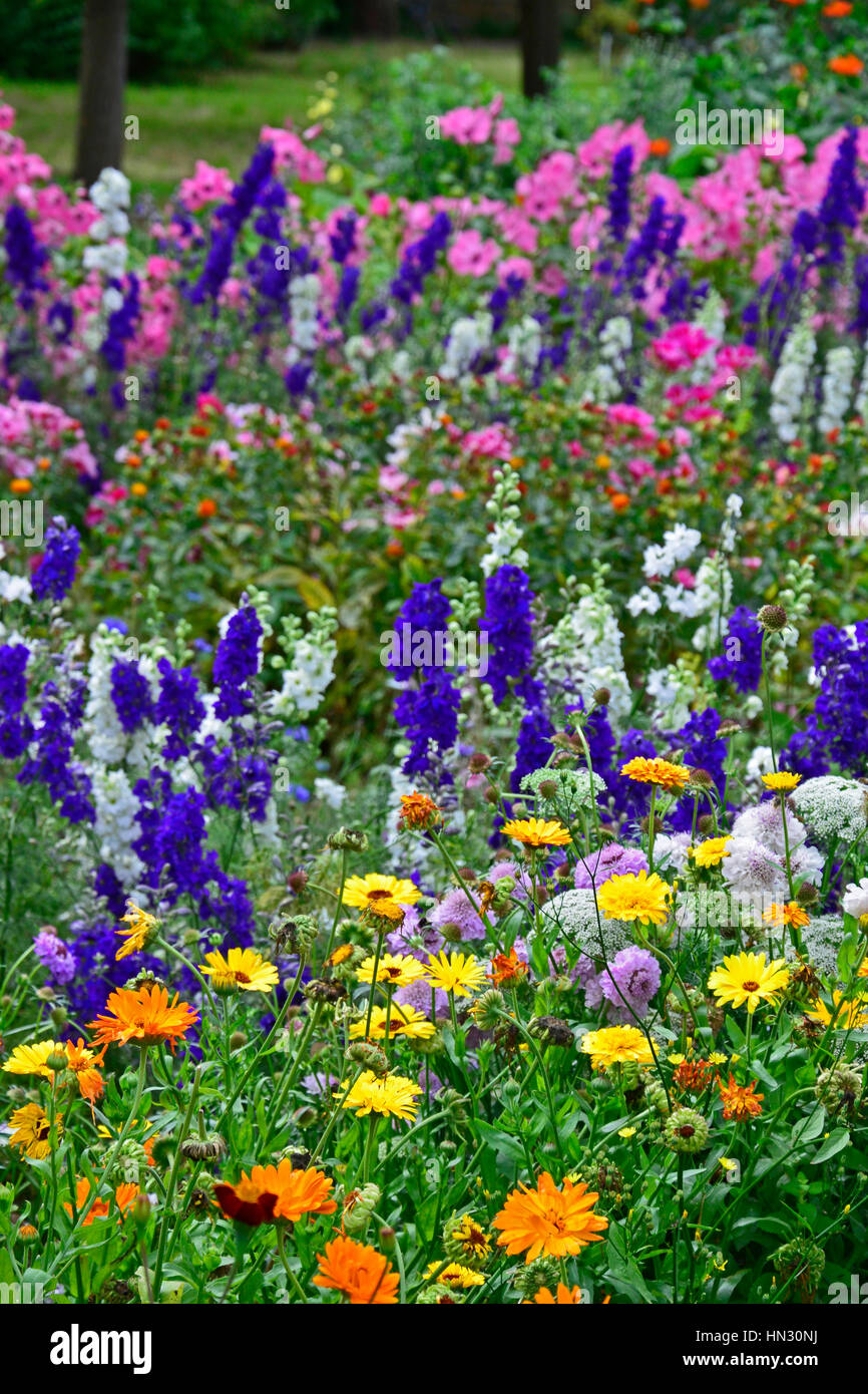 Wilden und bunten Pflanzen Tagetes Tagetes und Rittersporn Stockfoto