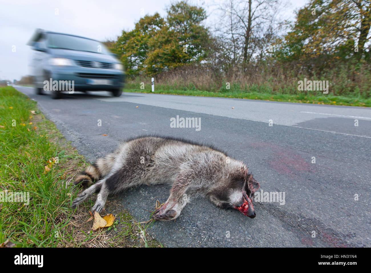 Waschbär (Procyon Lotor) Roadkill nach Kollision mit Raser Stockfoto