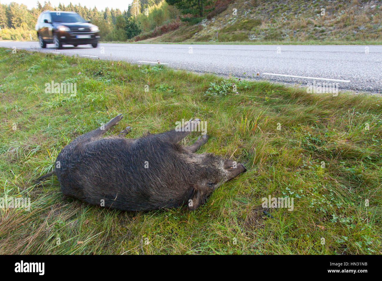 Wildschwein (Sus Scrofa) Roadkill nach Kollision mit Raser Stockfoto