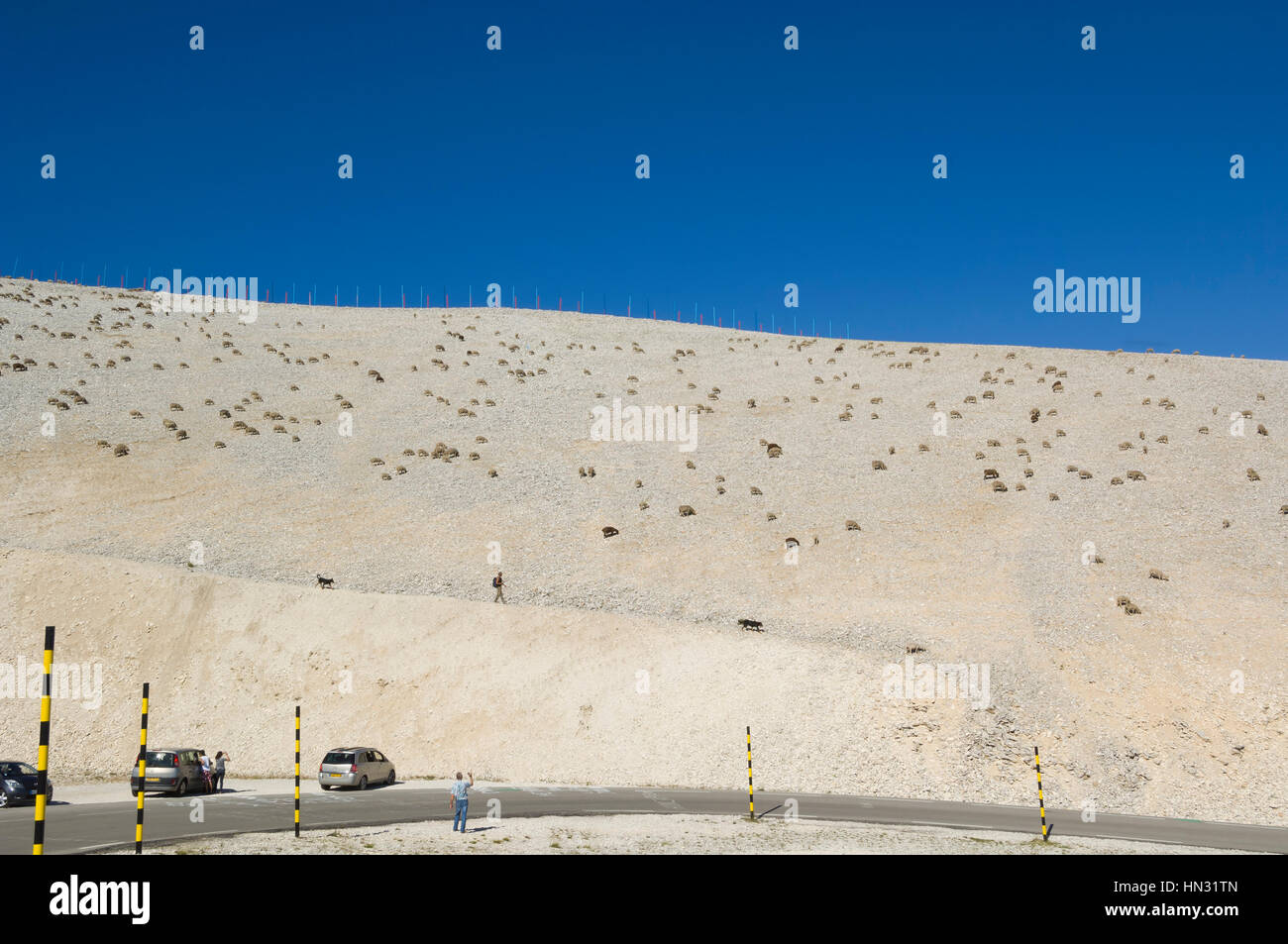 Hirte mit Schaf und seine Hunde auf Mont Ventoux, Frankreich Stockfoto