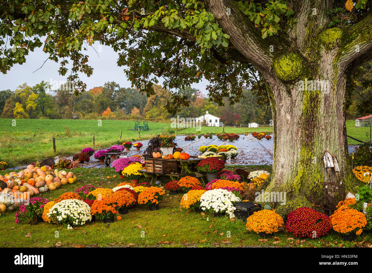 Blumen in meiner nähe Fotos und Bildmaterial in hoher Auflösung