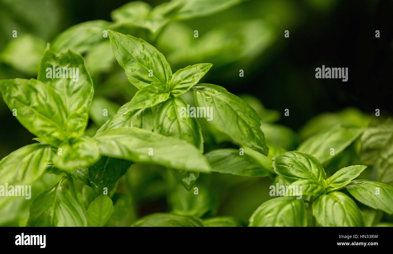 frische Basilikumblätter, grüne Basilikumblätter bereit, probieren Sie die leckere Küche Rezepte, Kraut-Hintergrund Stockfoto
