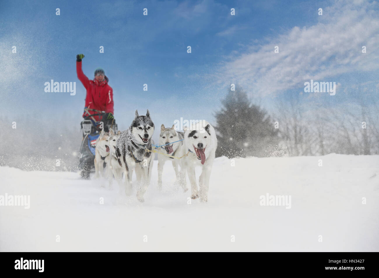 Winter-Schlittenhunderennen in die wunderschöne Winterlandschaft im Hintergrund ist unscharf Blindenhunde. Winter Schlitten Hunderennen auf der Rennstrecke. Stockfoto