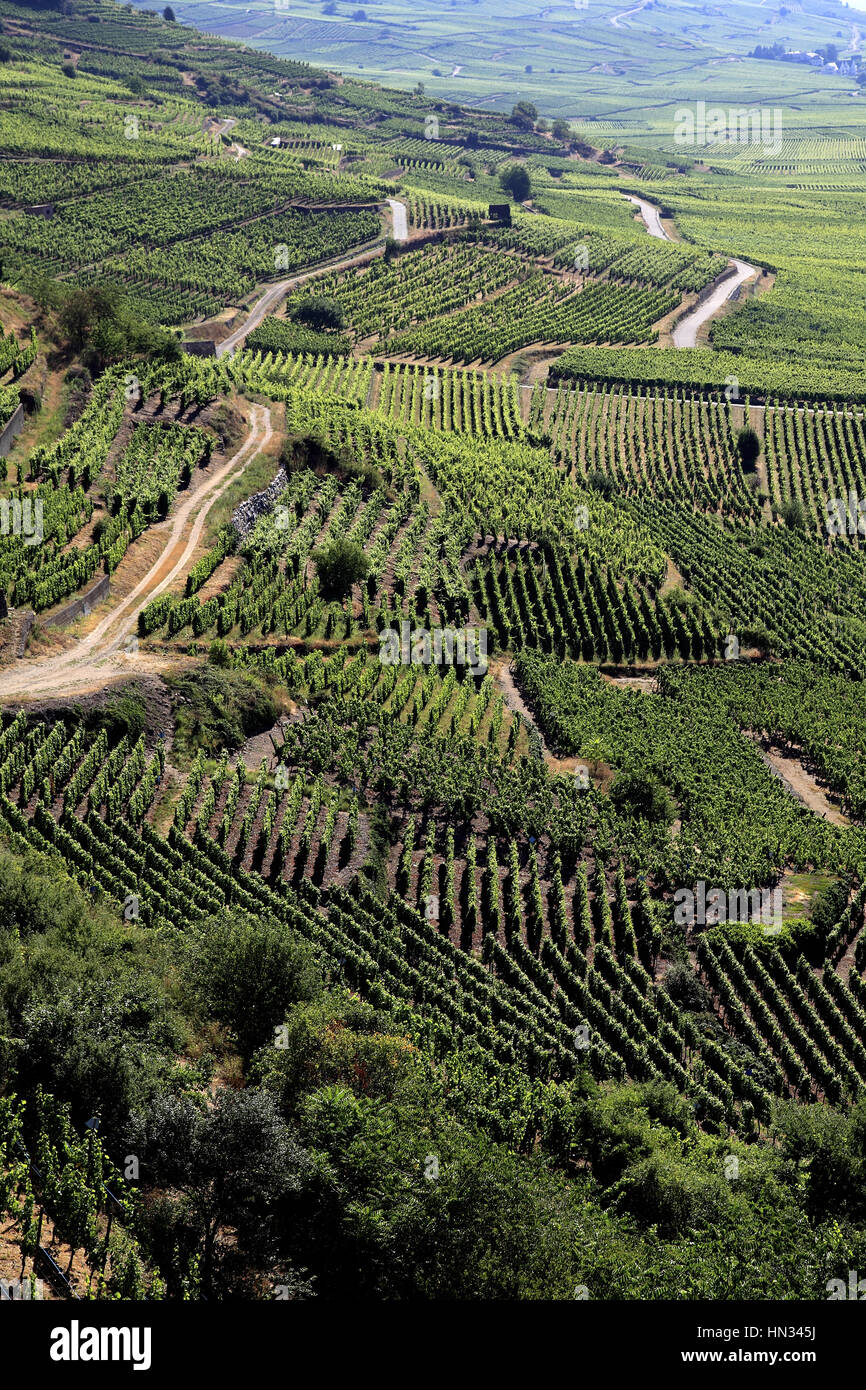 Vue Aérienne Sur le Vignoble Autour du Dorf. Kaysersberg.  F 68 Stockfoto