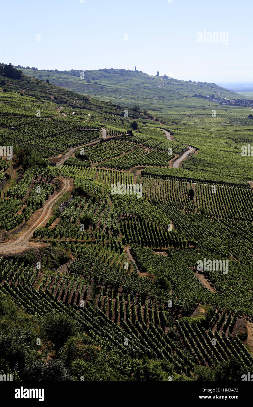 Vue Aérienne Sur le Vignoble Autour du Dorf. Kaysersberg.  F 68 Stockfoto