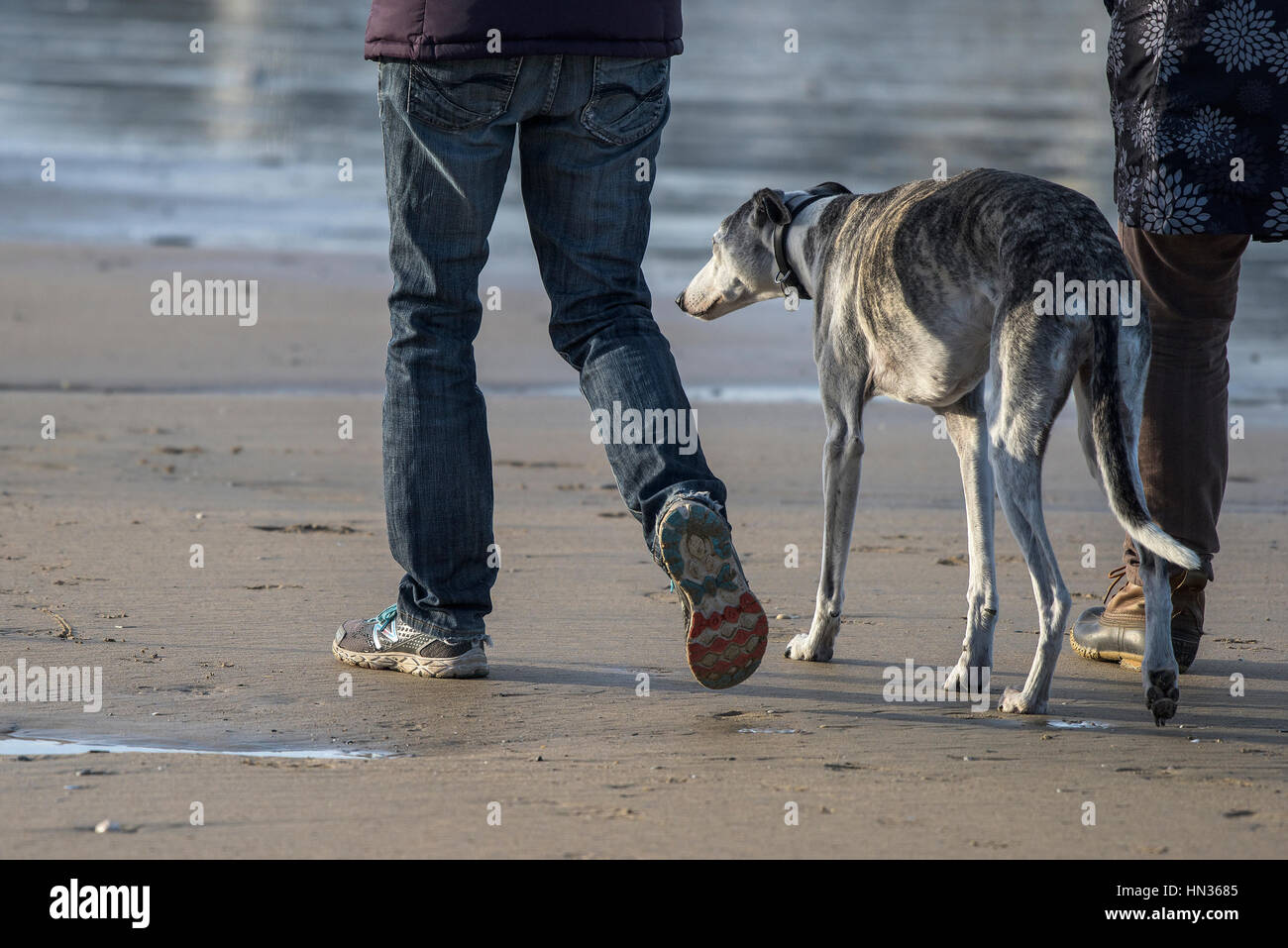 Ein Windhund geht behäbig mit seinem Besitzer auf Fistral Strand von Newquay in Cornwall. Stockfoto