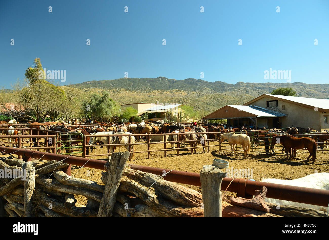 Wüste von Arizona Stockfoto