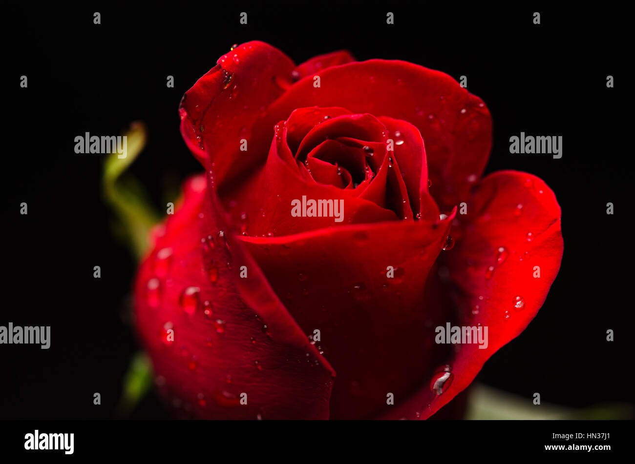Eine wunderschöne rote Rose mit Wassertropfen auf schwarzem Hintergrund mit Platz für Kopie oder Text. Stockfoto
