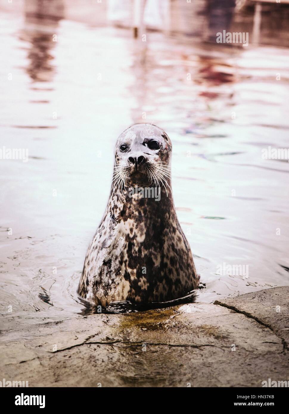Ein Seelöwe knapp oberhalb der Wasseroberfläche Stockfoto