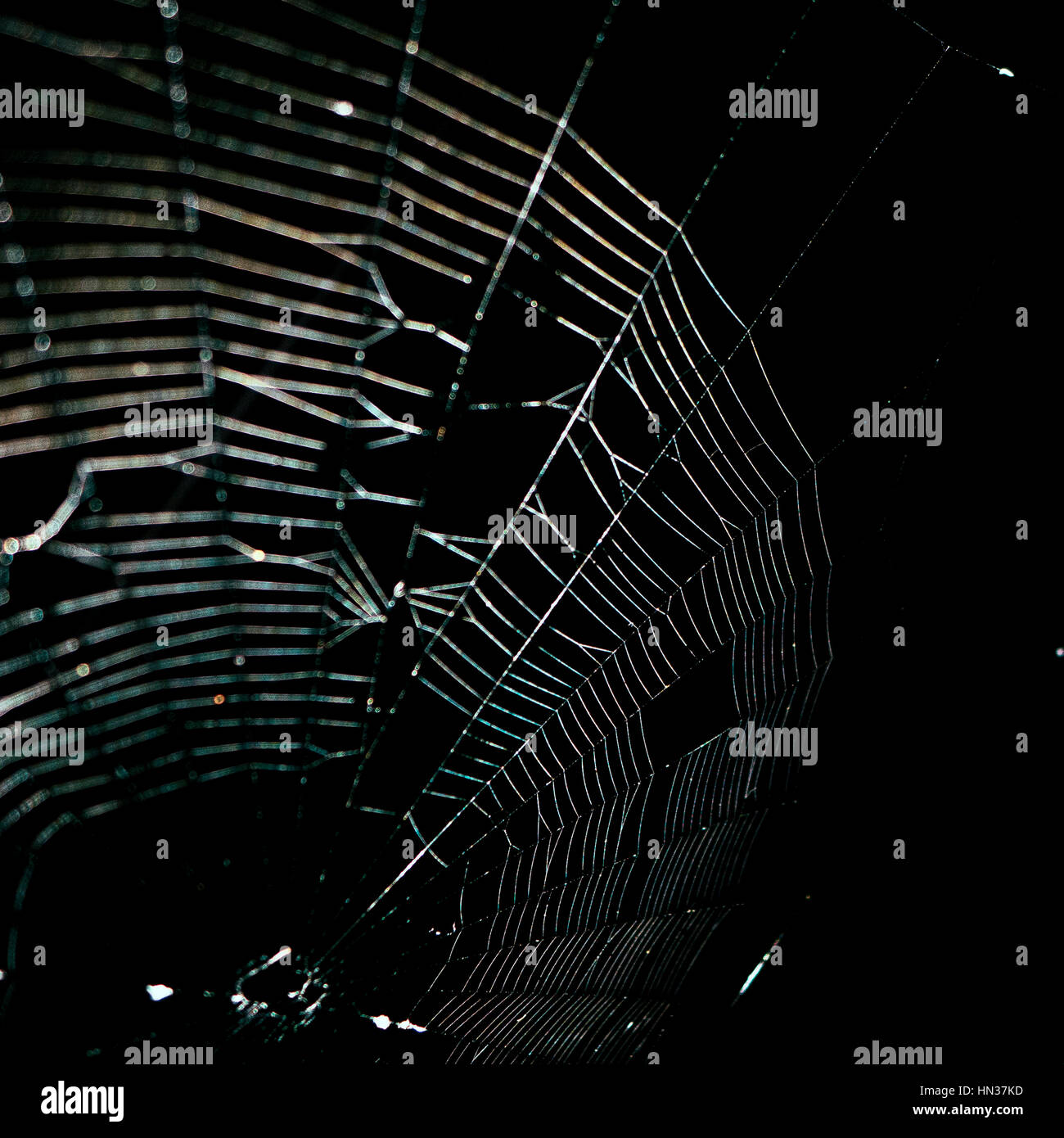 Soft-Fokus Nahaufnahme von einem großen Spinnennetz Stockfoto