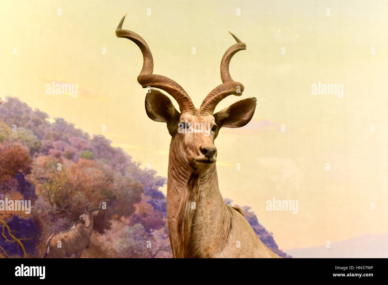 New York, USA – 29. Januar 2017: Antelope Modell am American Museum of Natural History (AMNH). Es ist eines der größten Museen der Welt. Stockfoto
