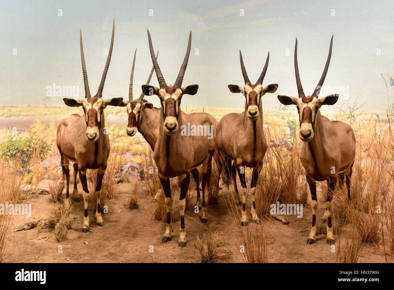 New York, USA – 29. Januar 2017: Diorama in Akeley Hall of African Mammals Modell am American Museum of Natural History (AMNH). Es ist eines der t Stockfoto