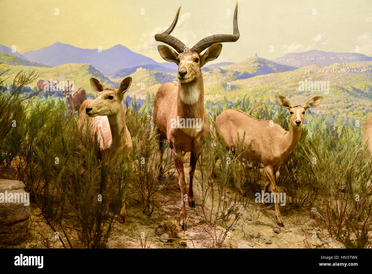 New York, USA – 29. Januar 2017: Antelope Modell am American Museum of Natural History (AMNH). Es ist eines der größten Museen der Welt. Stockfoto
