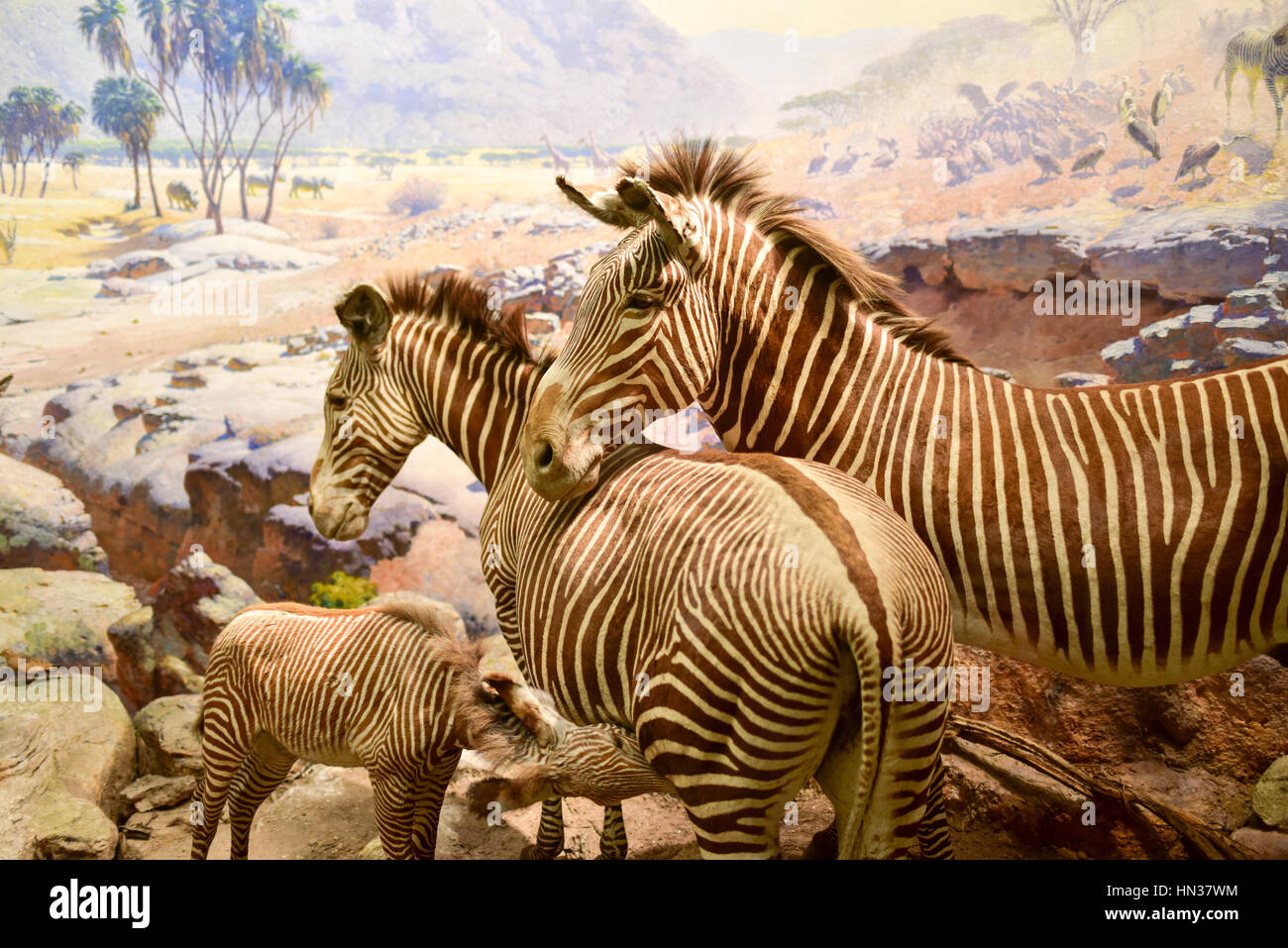 New York, USA – 29. Januar 2017: Zebra Modell am American Museum of Natural History (AMNH). Es ist eines der größten Museen der Welt. Stockfoto