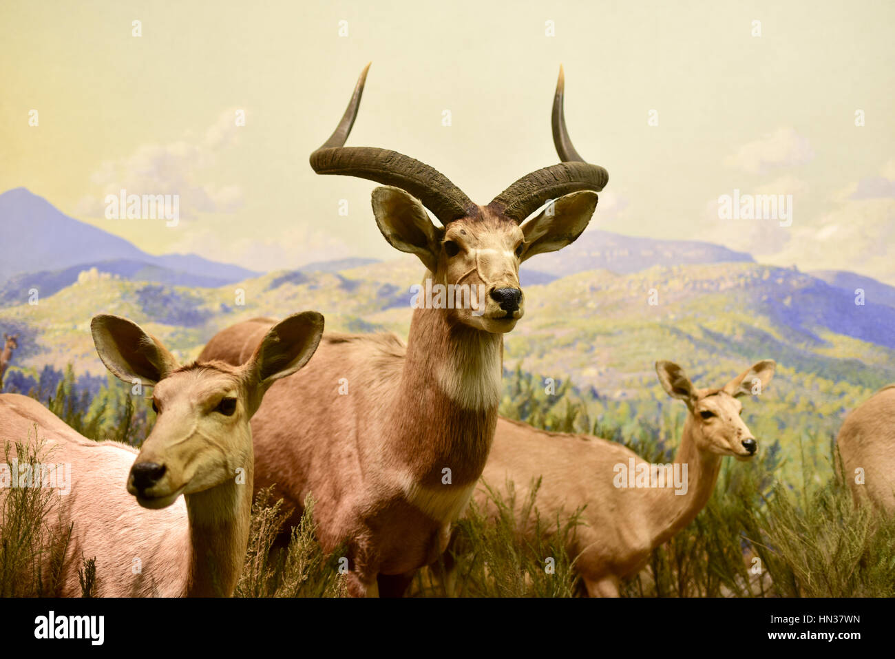 New York, USA – 29. Januar 2017: Antelope Modell am American Museum of Natural History (AMNH). Es ist eines der größten Museen der Welt. Stockfoto