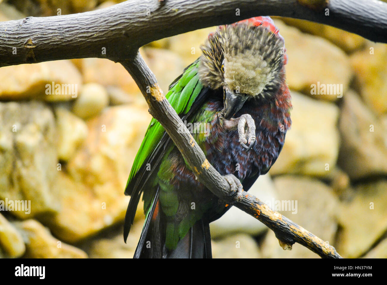 Vogel beim Vogelhaus an der Smithsonian National Zoological Park in Washington D.C. Stockfoto