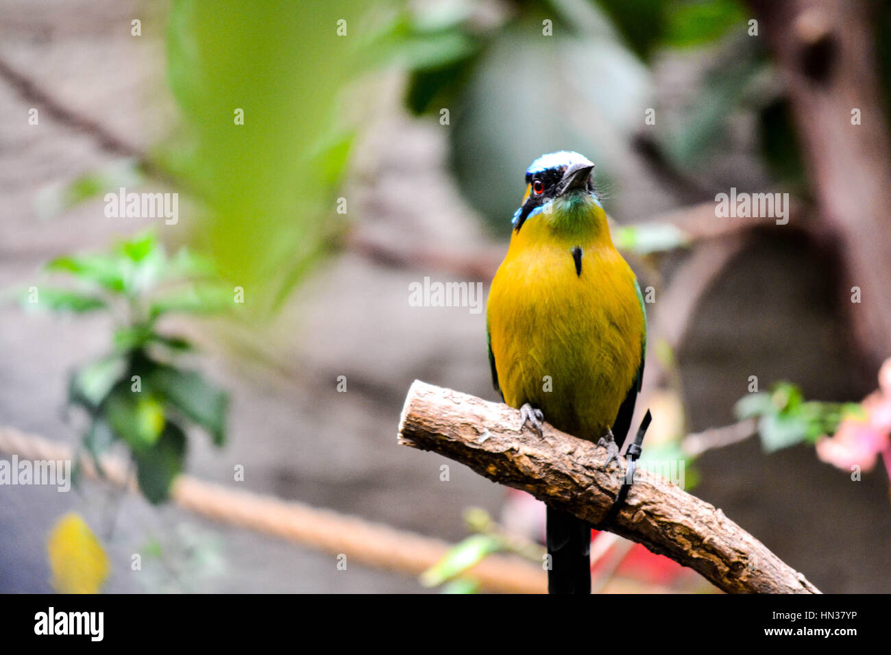 Vogel beim Vogelhaus an der Smithsonian National Zoological Park in Washington D.C. Stockfoto