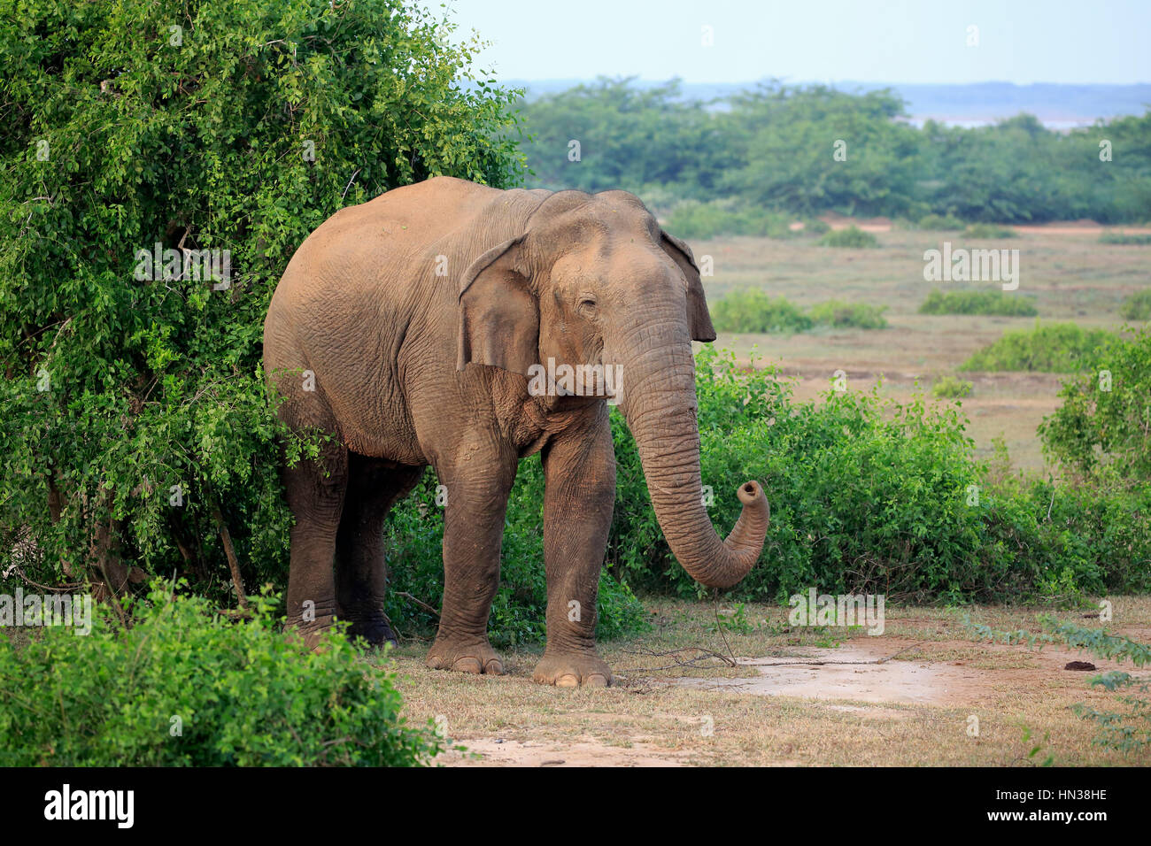 Sri Lankan Elefant (Elephas Maximus Maximus), Asiatischer Elefant, Männchen auf der Suche nach Nahrung, Bundala Nationalpark, Sri Lanka, Asien Stockfoto