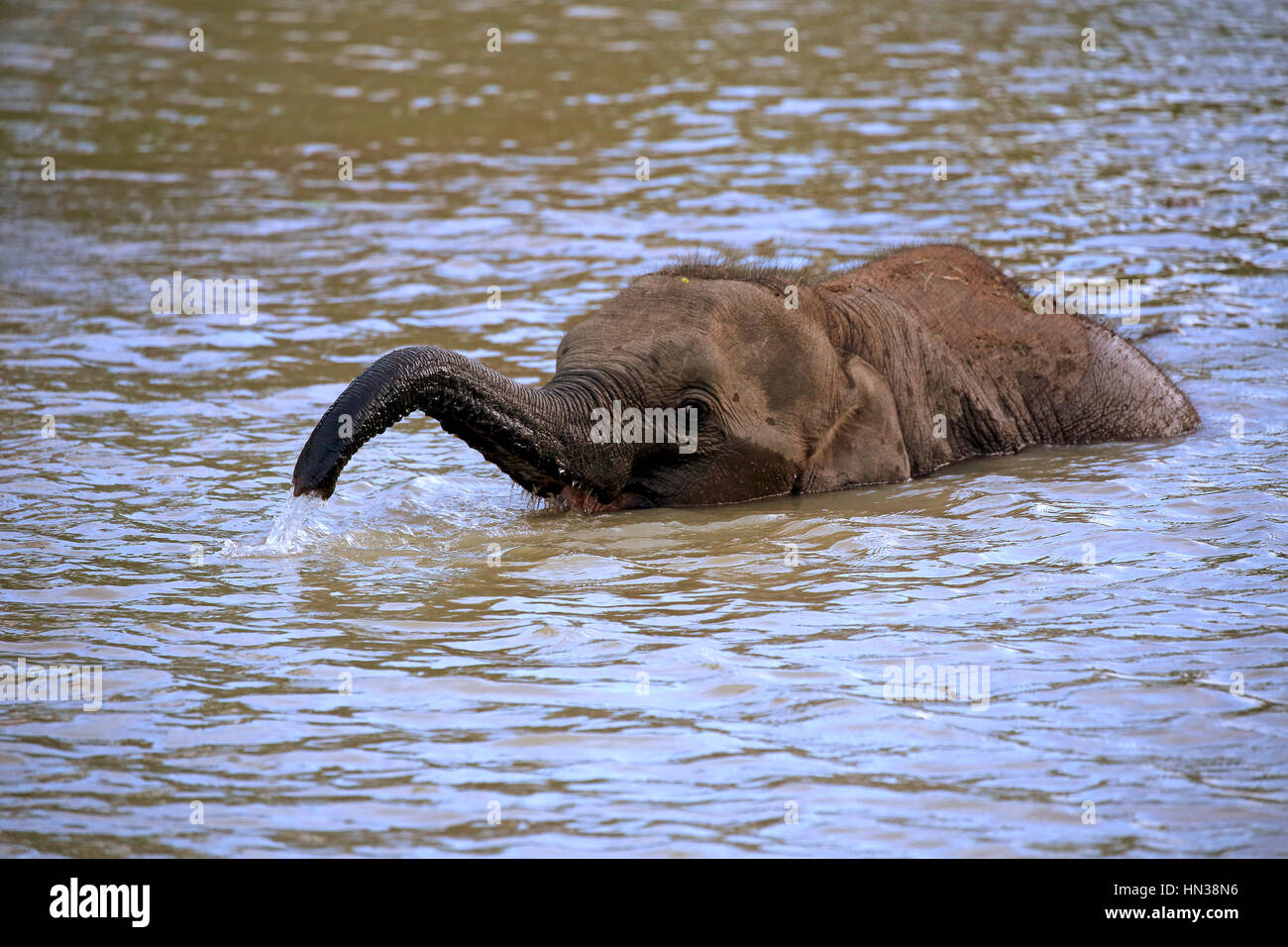Sri Lankan Elefant (Elephas Maximus Maximus), Asiatischer Elefant, junge Kreuzung Wasser, Yala Nationalpark, Sri Lanka, Asien Stockfoto