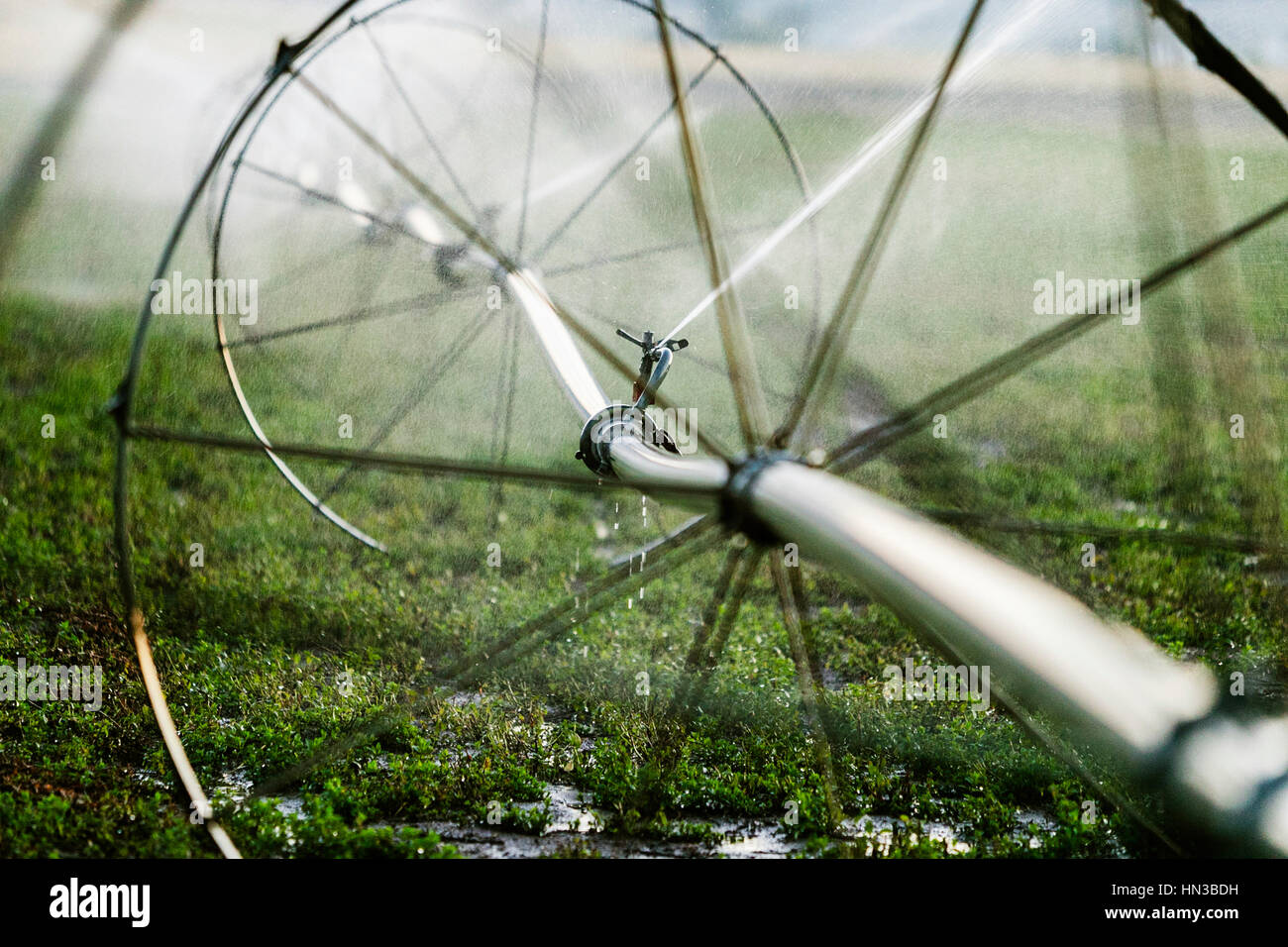 Nahaufnahme von Bewässerung Sprinkler Stockfoto