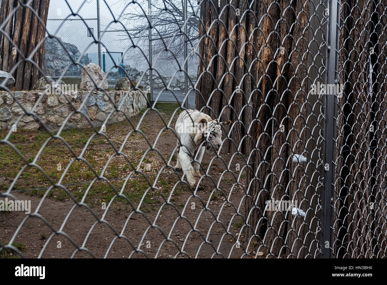 Whute Tiger im Käfig im ZOO von Belgrad. Stockfoto