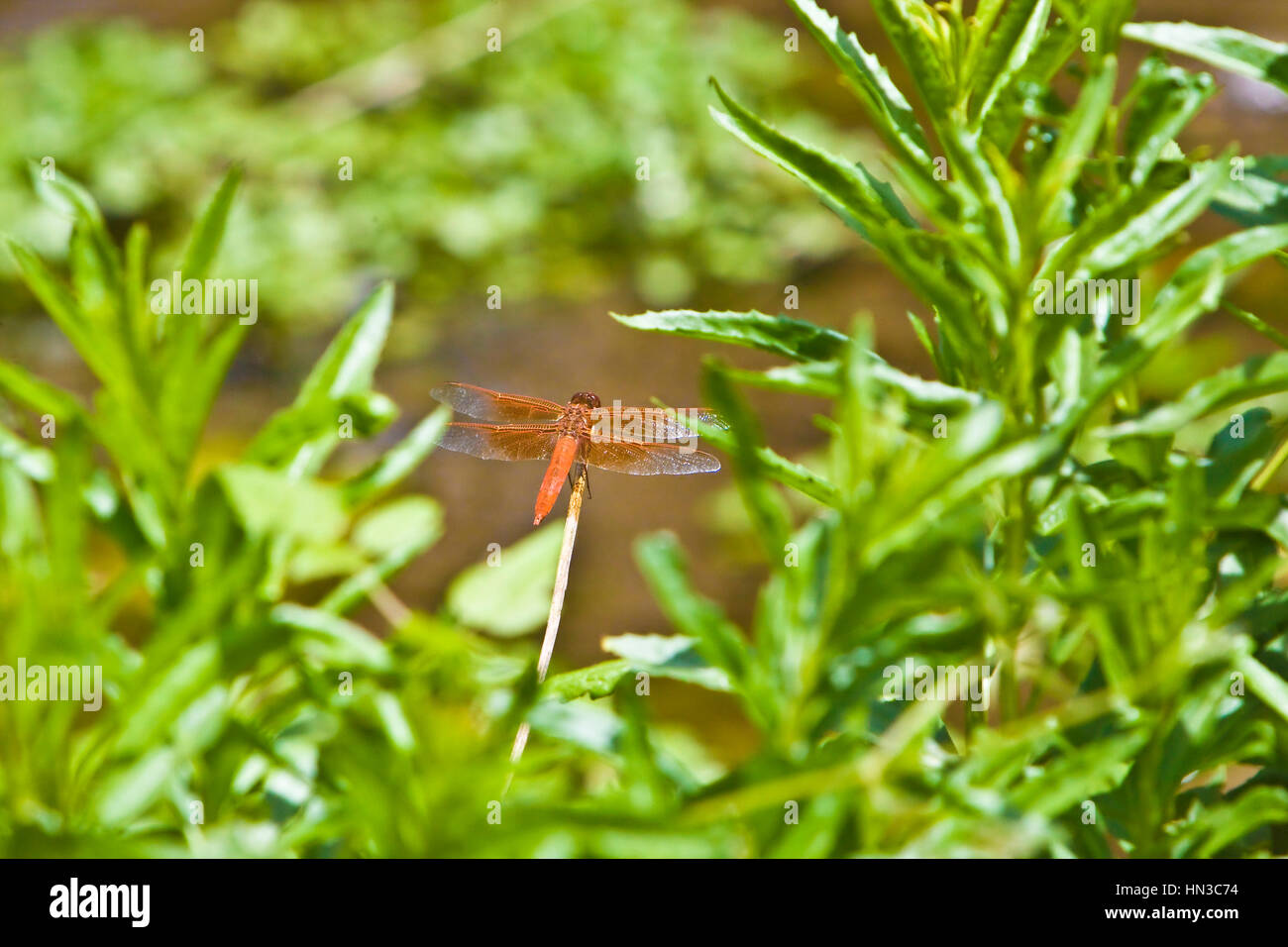 Rote Libelle auf Anlage im Kit Carson Park in Escondido, Kalifornien USA.  Eine Libelle ist eine Art von Insekt Zugehörigkeit für die Ordnung Odonata, Unterordnung Epiprocta Stockfoto