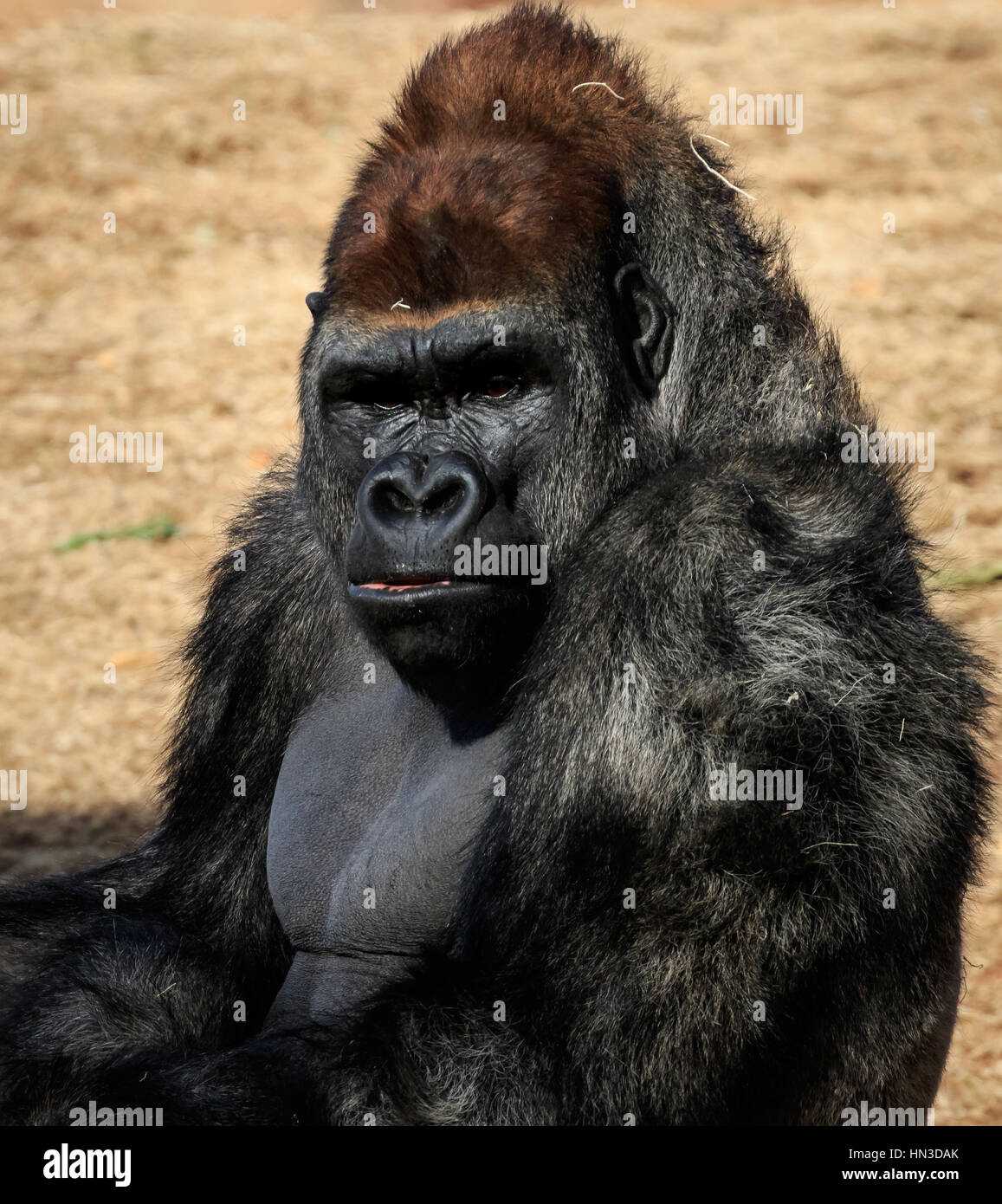 Ein stern Silber-Back in der Oklahoma City Zoo. Stockfoto