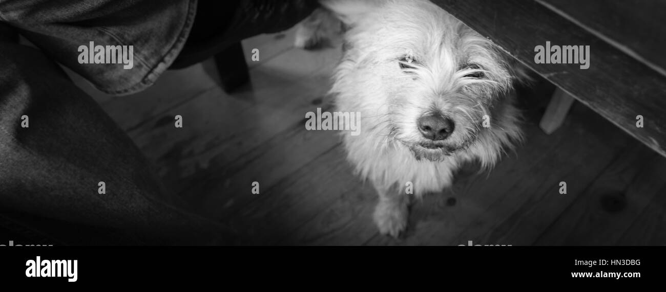 Schwarz / weiß Bild von ein wenig cute dog @ CavoDimo - Plaka Litochoro, Pieria, Griechenland Stockfoto