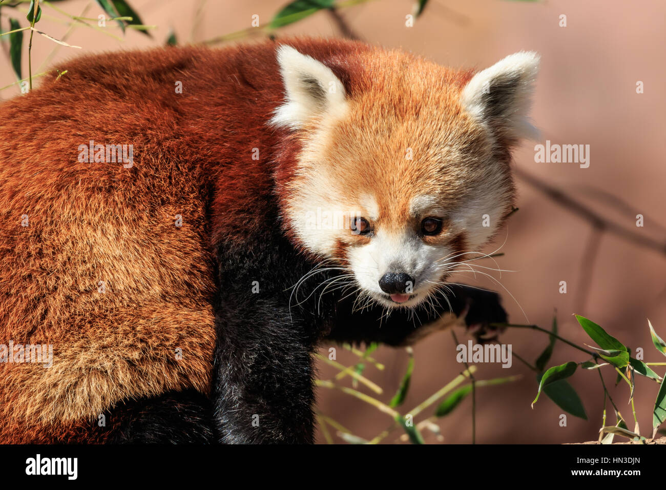 Rote Pandas auf gezählt werden können, für die süße. Dieser ist von der Oklahoma City Zoo. Stockfoto
