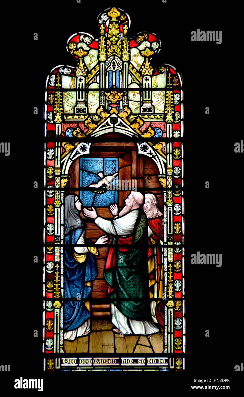 Faversham, Kent, England. St Mary Charity Pfarrkirche. Glasmalerei-Fenster: Noah die Taube begrüßen zurück in die Arche mit einem Olivenzweig Stockfoto