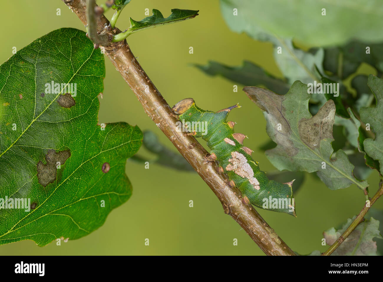 Pergament-Zahnspinner, Pergamentspinner, Pergament-Spinner, Pergamentzahnspinner, Raupe Frisst eine Eiche, Harpyia Milhauseri, Hybocampa Milhauseri Hop Stockfoto