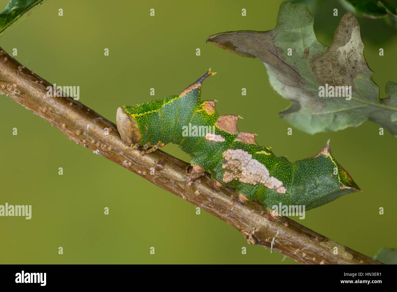 Pergament-Zahnspinner, Pergamentspinner, Pergament-Spinner, Pergamentzahnspinner, Raupe Frisst eine Eiche, Harpyia Milhauseri, Hybocampa Milhauseri Hop Stockfoto