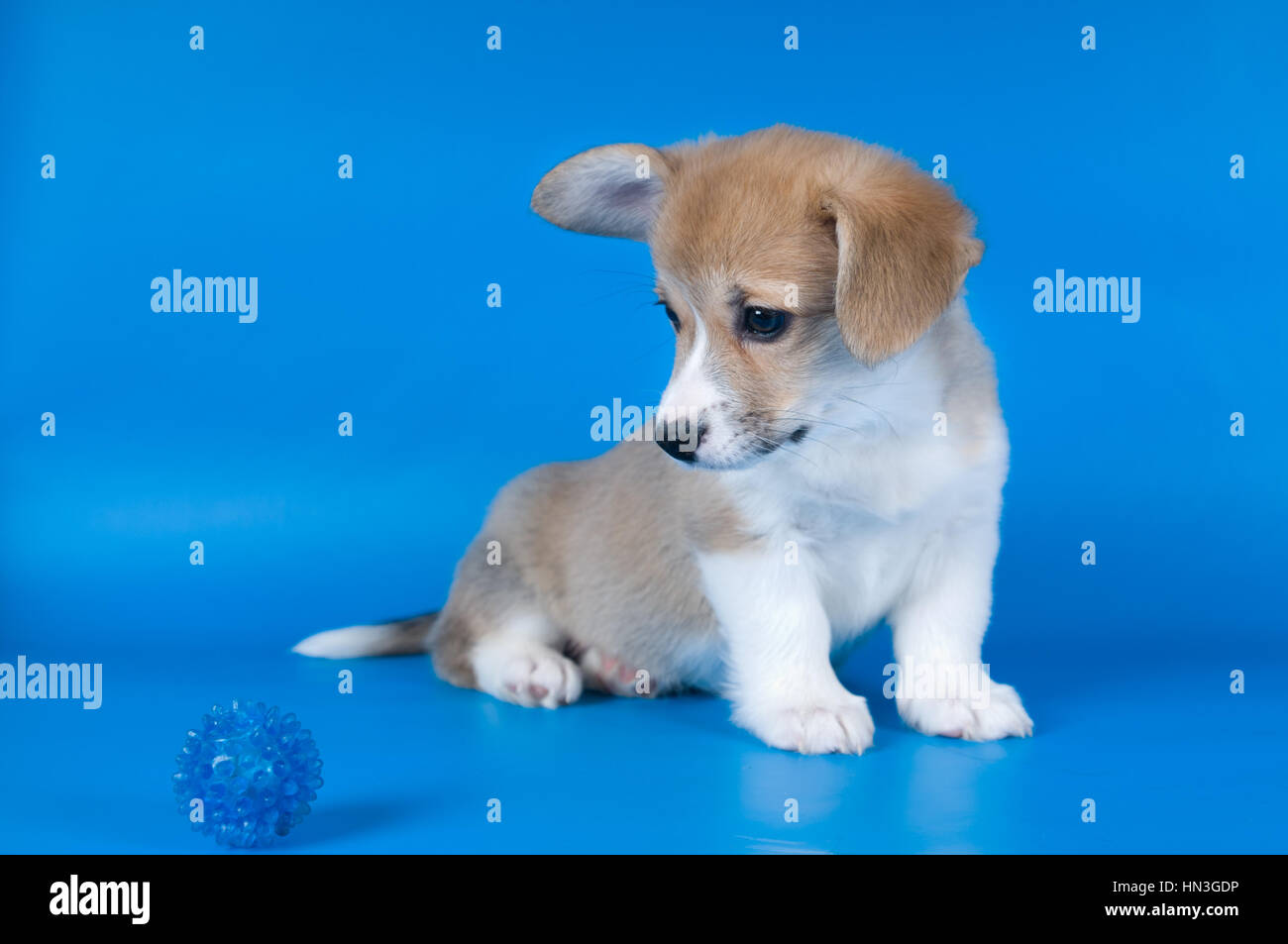 Zweimonatigen Pembroke Welsh Corgi reinrassigen Welpen auf blauem Hintergrund mit Spielzeug-ball Stockfoto