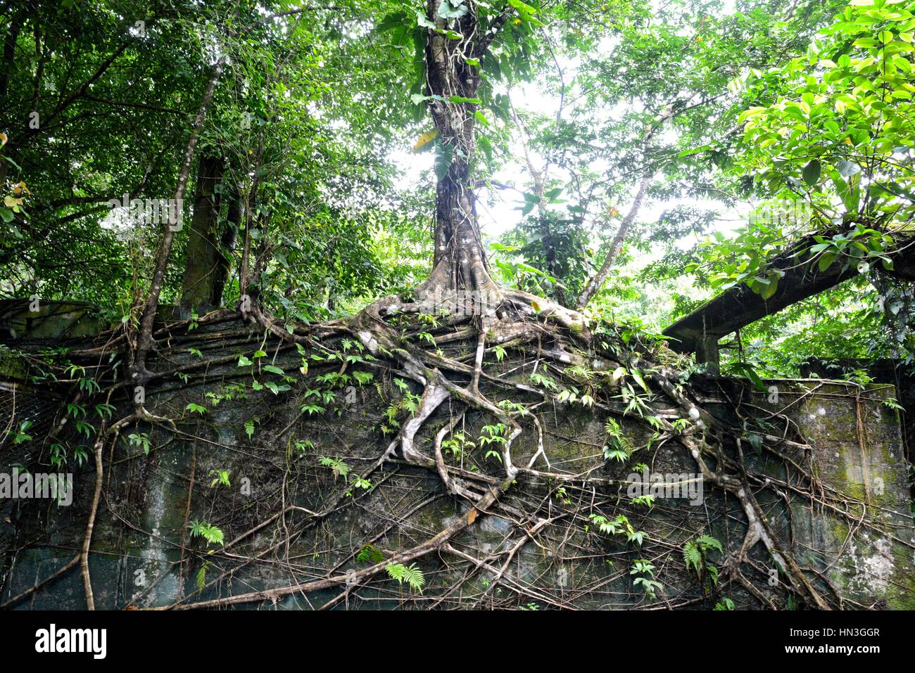 Wald in Insel Gorgona in Kolumbien. Stockfoto