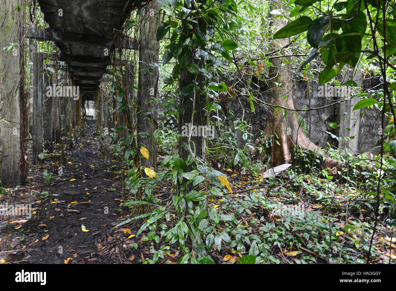 Ein leerer Pfad durch den Wald auf der Insel Gorgona. Stockfoto
