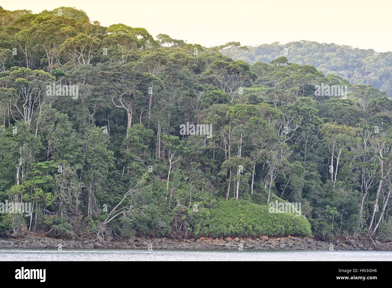 Wald in der Nähe des Pazifischen Ozeans aus Insel Gorgona in Kolumbien. Stockfoto