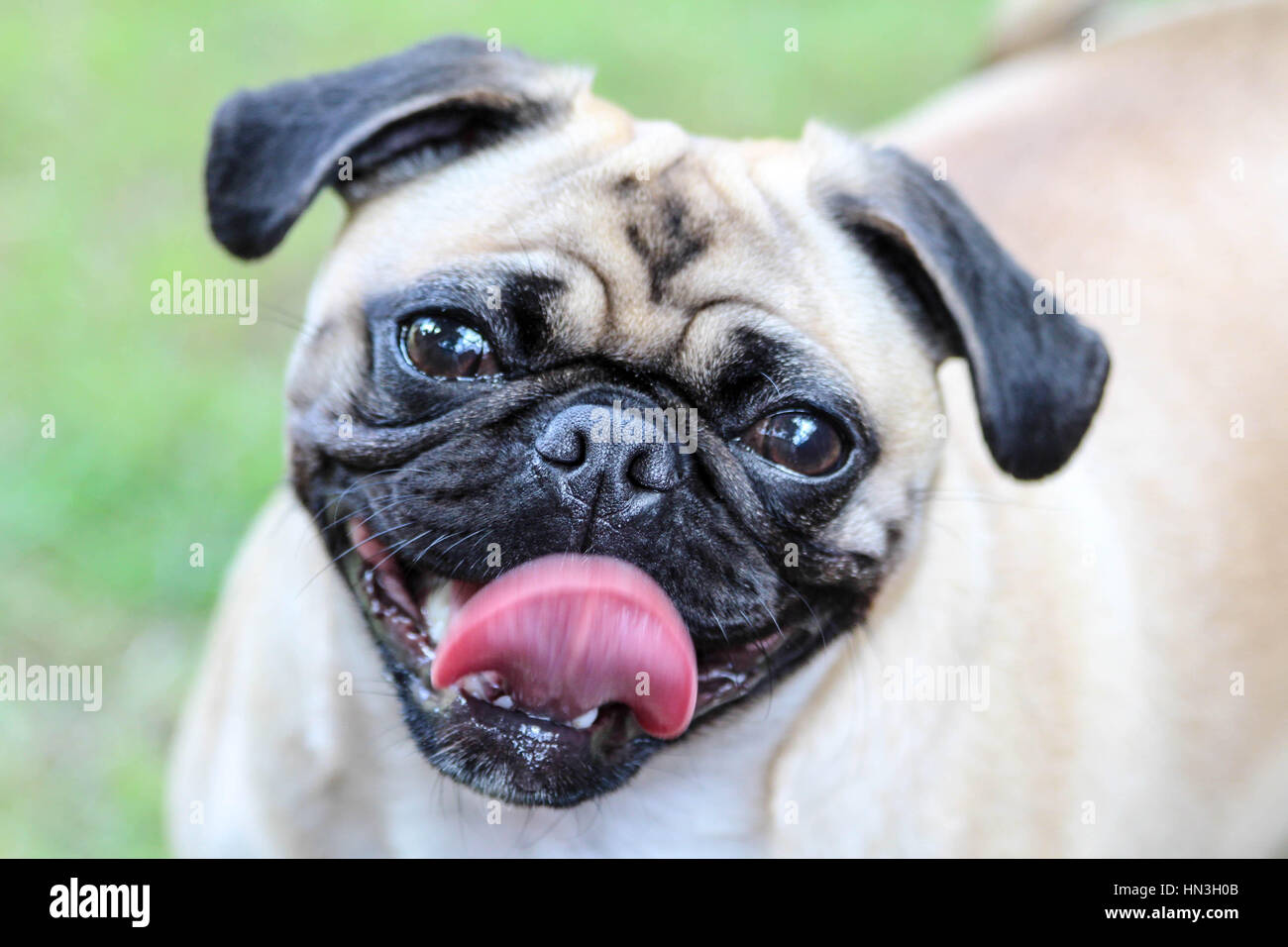 Super süße Mops Hund geben ihr schönstes Lächeln für die Kamera Stockfoto