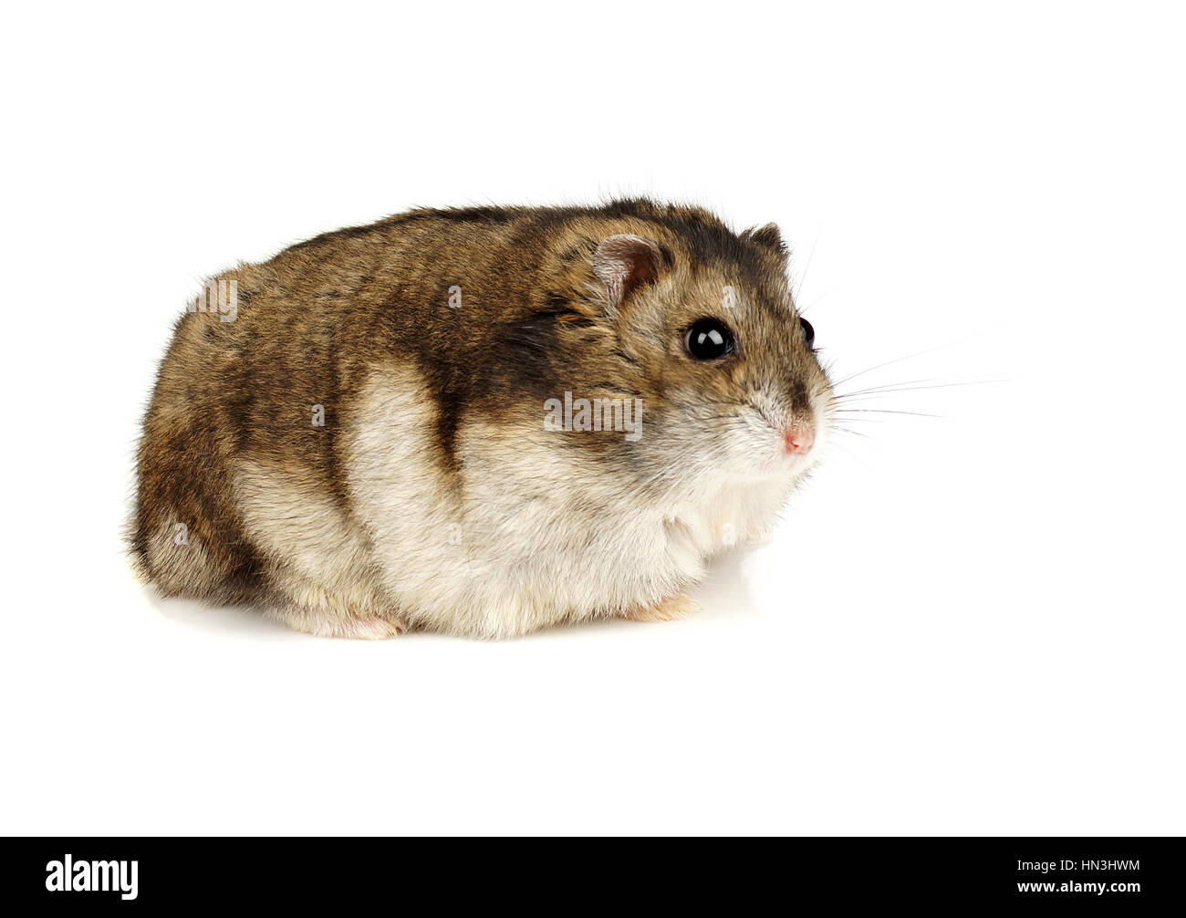Zwerg Winterweiß Haustier Hamster auf weißem Hintergrund Stockfoto