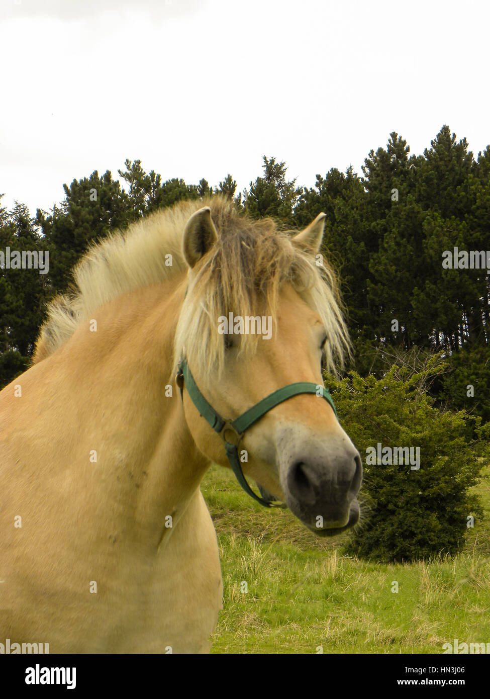 Porträt von Fjord Pony steht in einem Feld zeigt seinen Kopf in eine grüne Halfter nach rechts Stockfoto