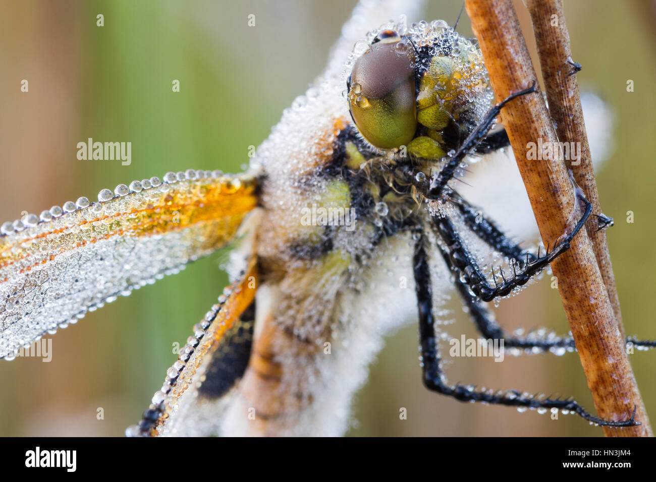 Libelle mit Tau fällt an einem frühen Morgen. Hautnah mit viel Details. Stockfoto