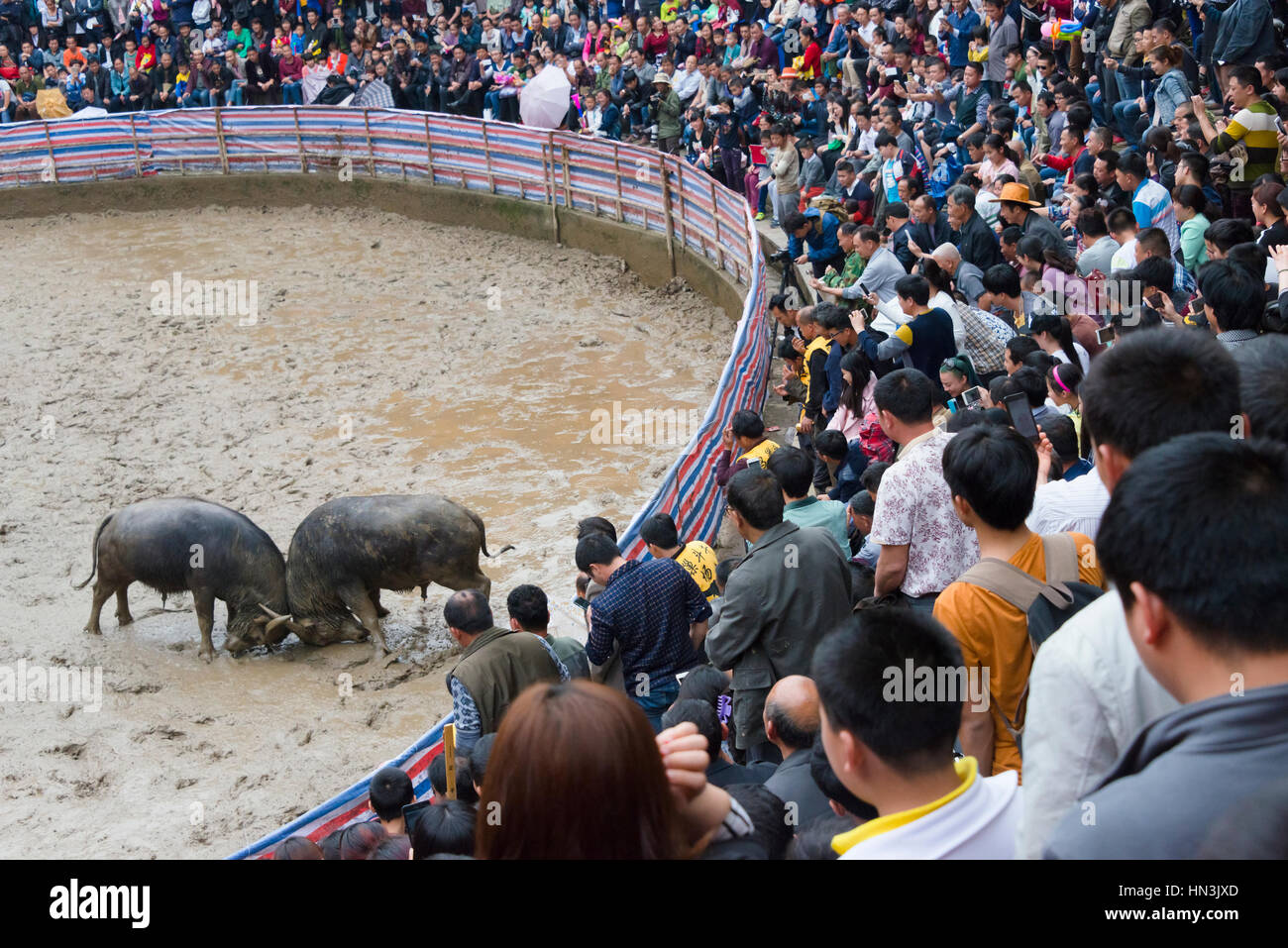 Publikum beobachten Stierkampf in der Arena feiern Lunar 3 März singen Festival, Sanjiang, Provinz Guangxi, China Stockfoto