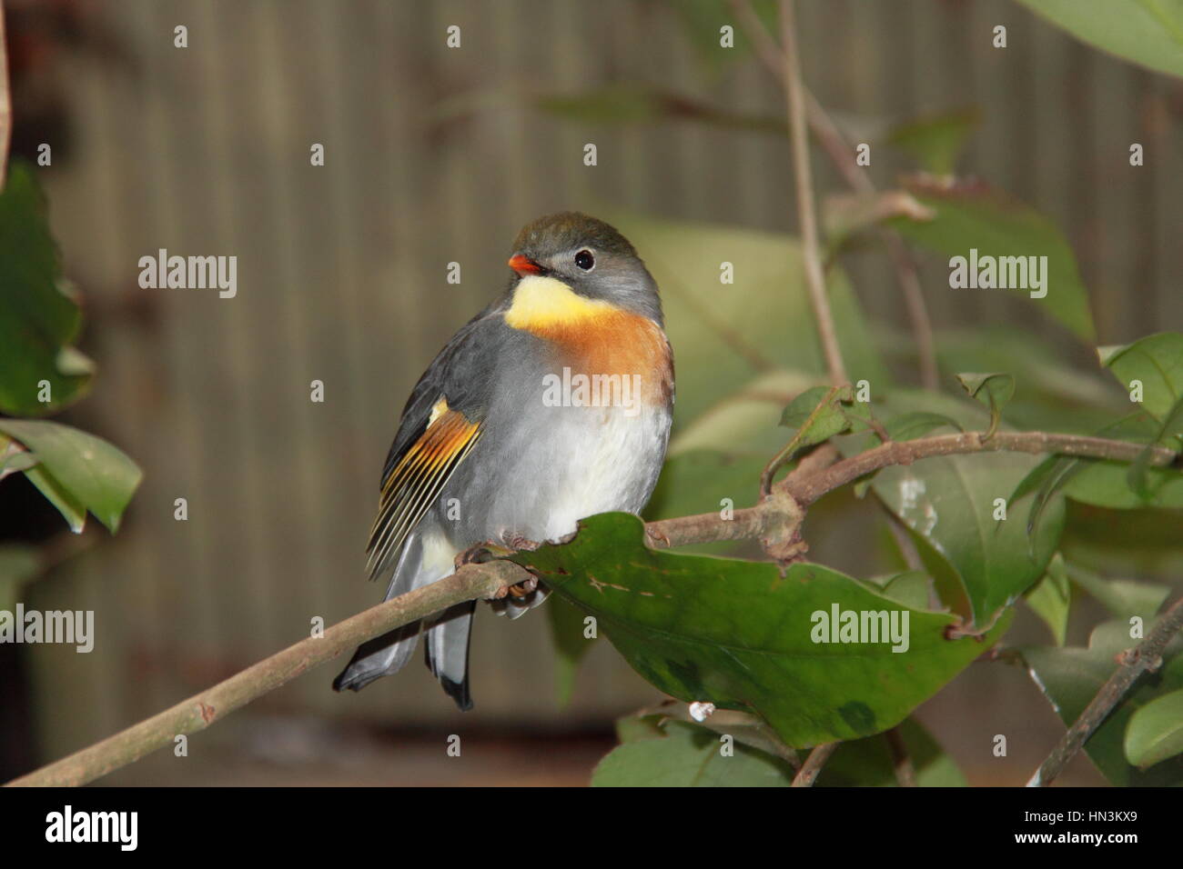Pekin Robin (Leiothrix Lutea), Birdworld, Holt Pfund, Farnham, Surrey, England, Großbritannien, Vereinigtes Königreich UK, Europa Stockfoto