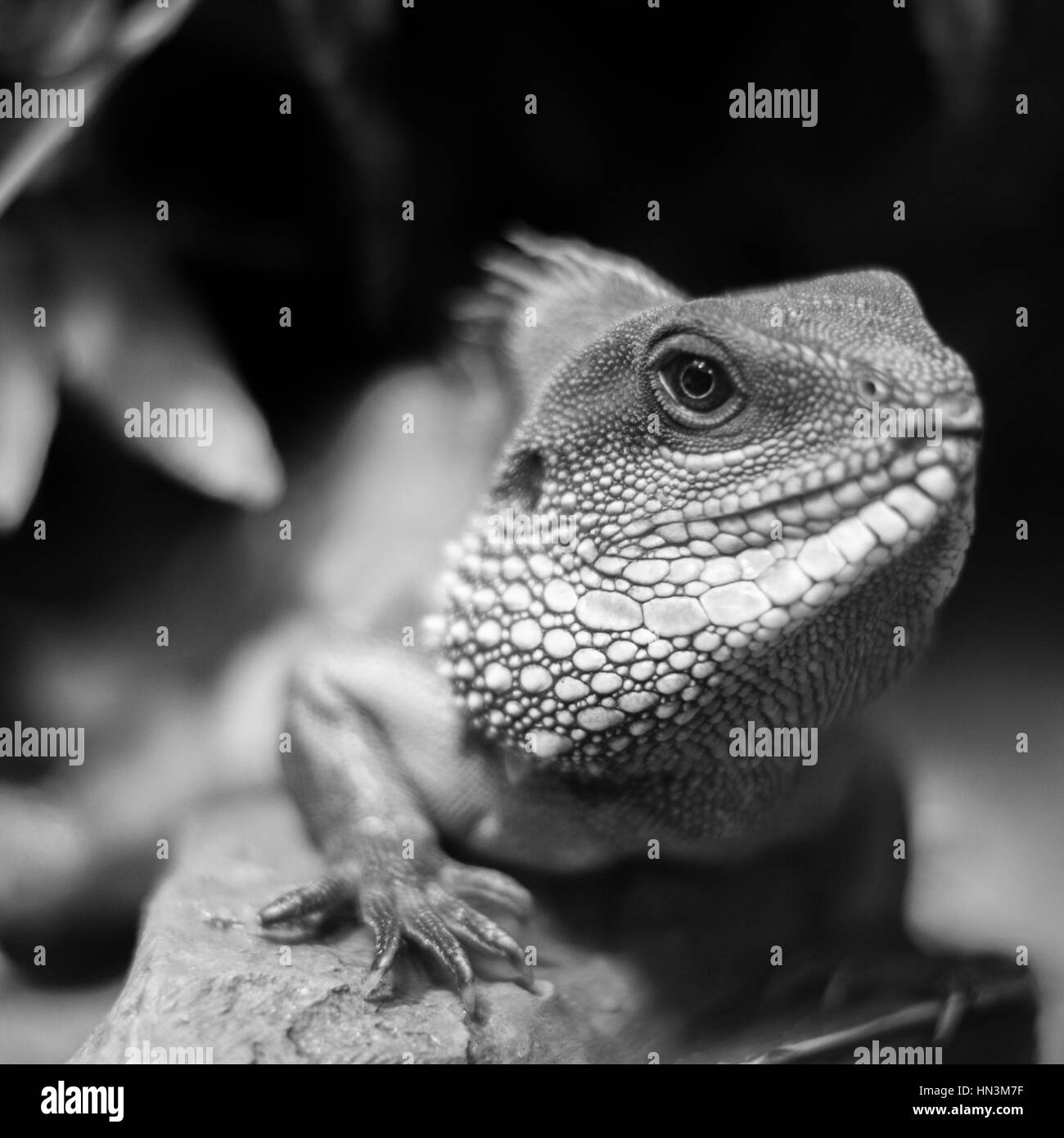 Eine große Chameleon mit definierten Skalen Stockfoto